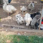 Sorina אכסניה קורבו