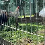 אכסניה Sorina