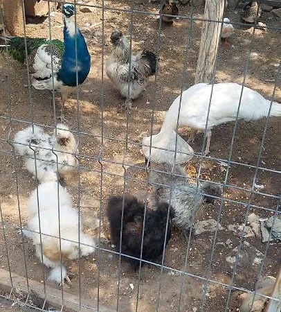 אכסניה Sorina קורבו