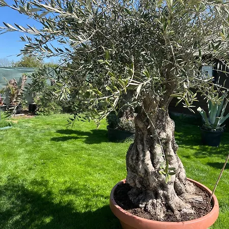 Sorina אכסניה *